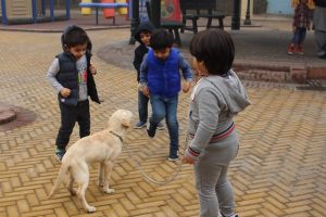 Pet-Parade-3-300x200